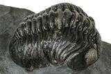 Detailed Pedinopariops Trilobite - Mrakib, Morocco #348138-3